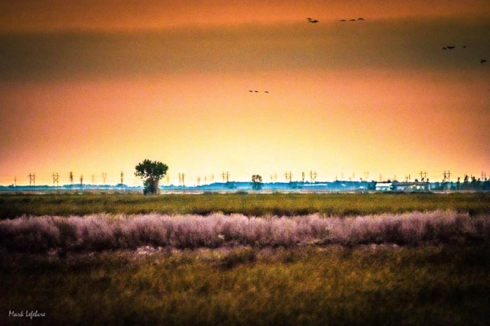 sunset-migration-sept-2016-2349-5