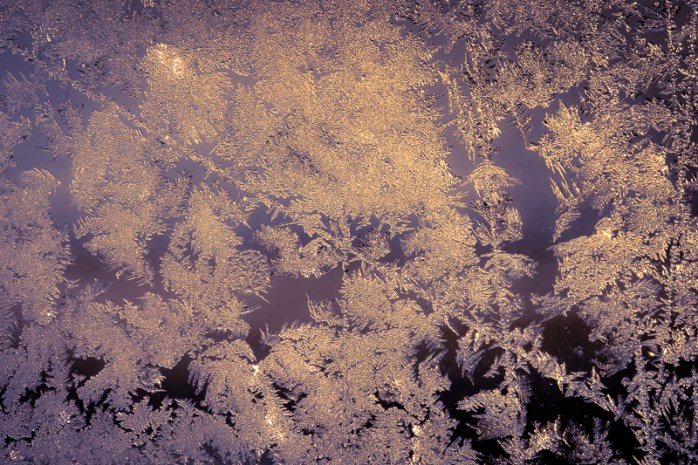 Frost Mar 7 2017-4434